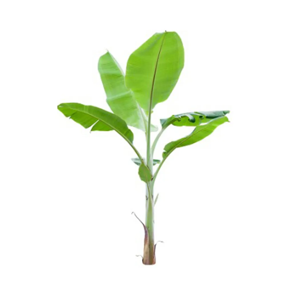 Banana Plant