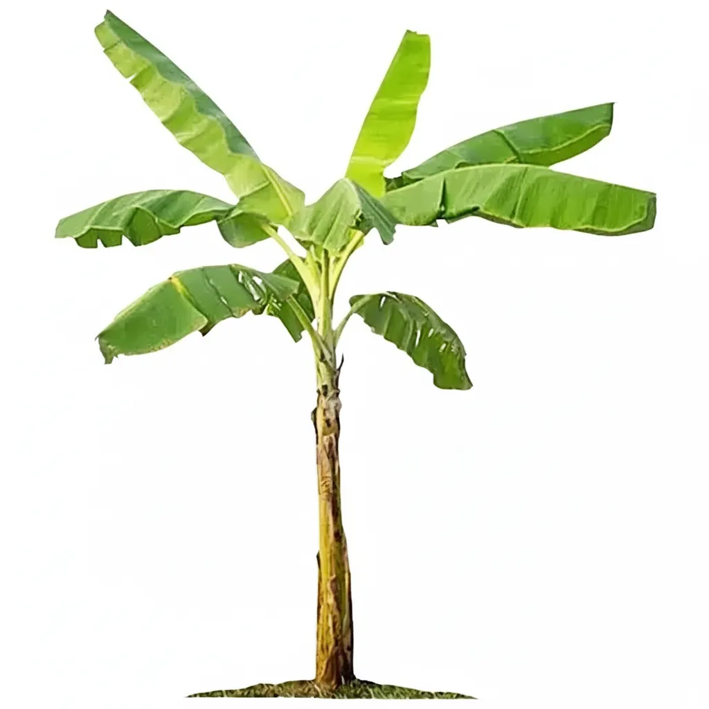 Plantain Tree