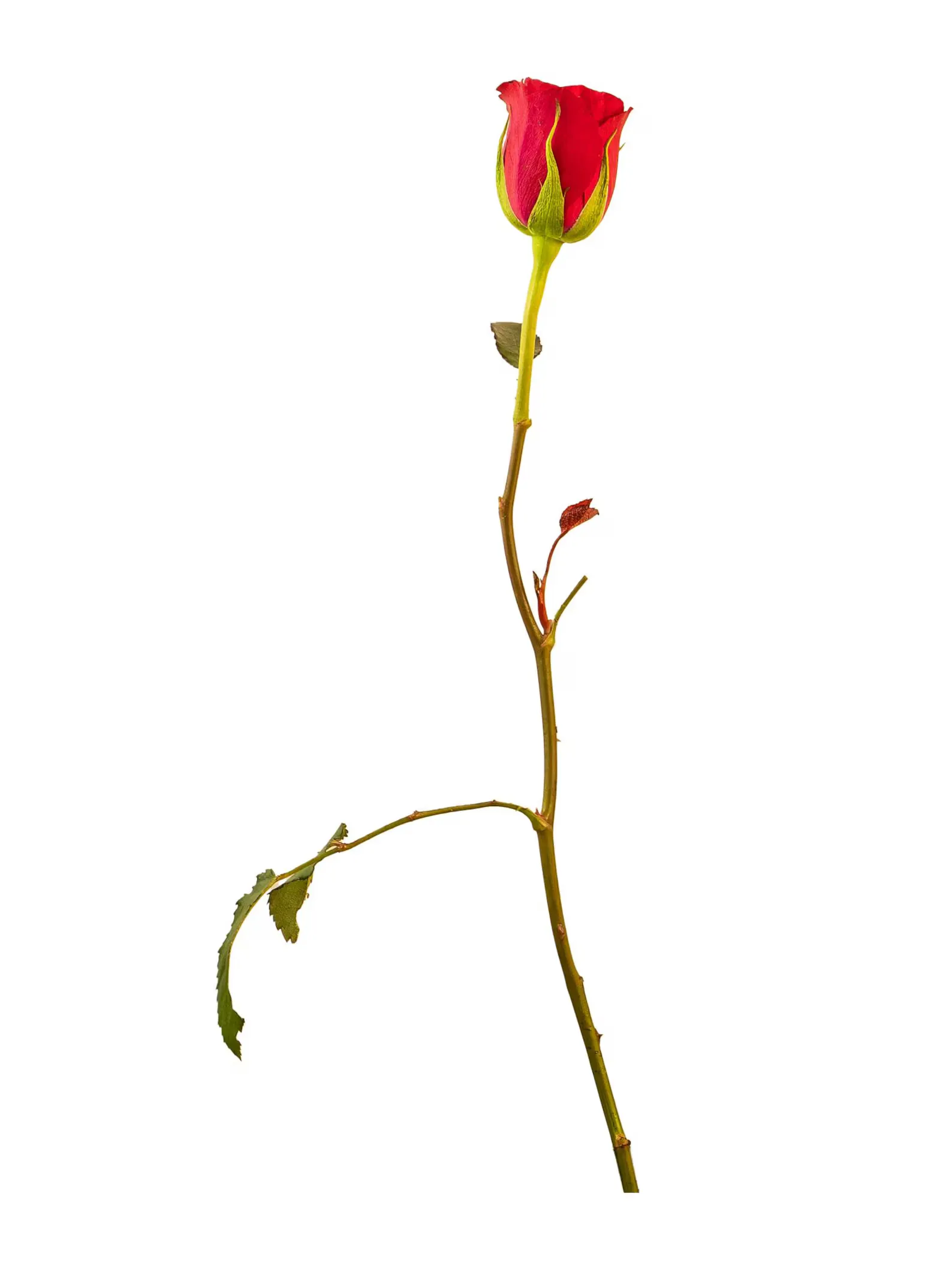 Red Rose (Sivappu Roja		) 3