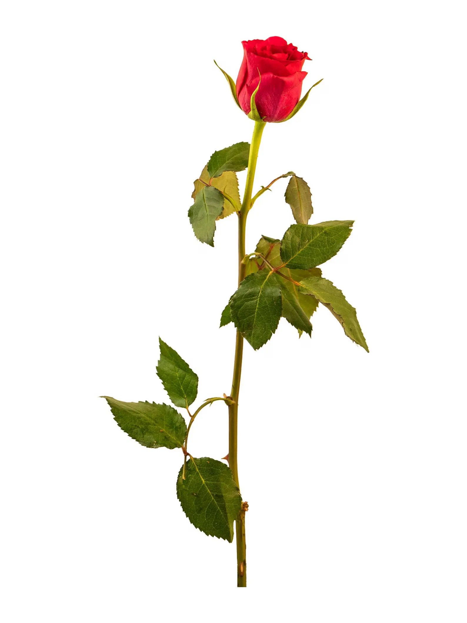 Red Rose (Sivappu Roja		) 1