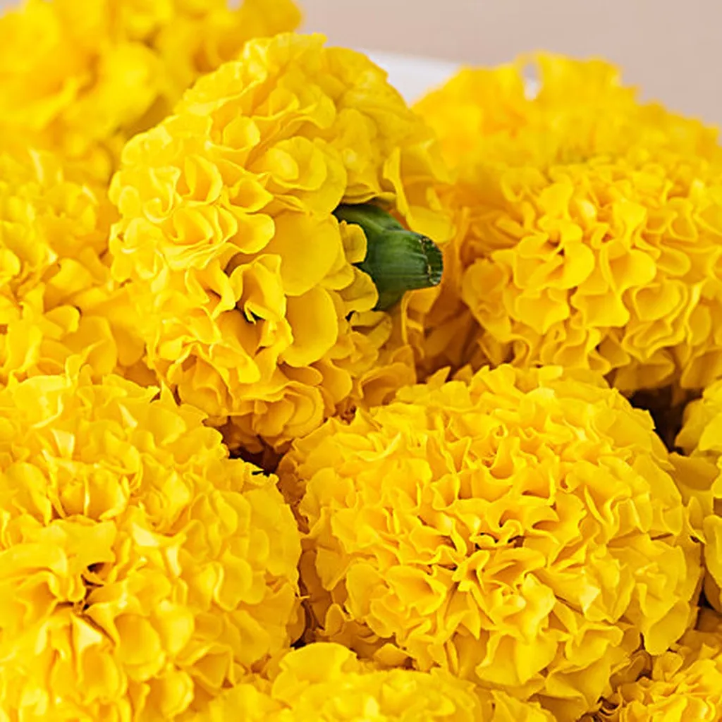 Marigold Yellow 2