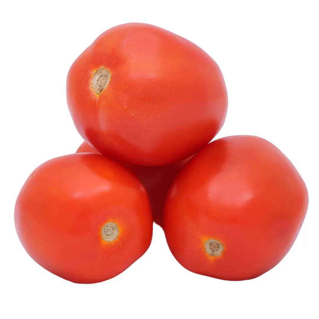 Tomato Hybrid