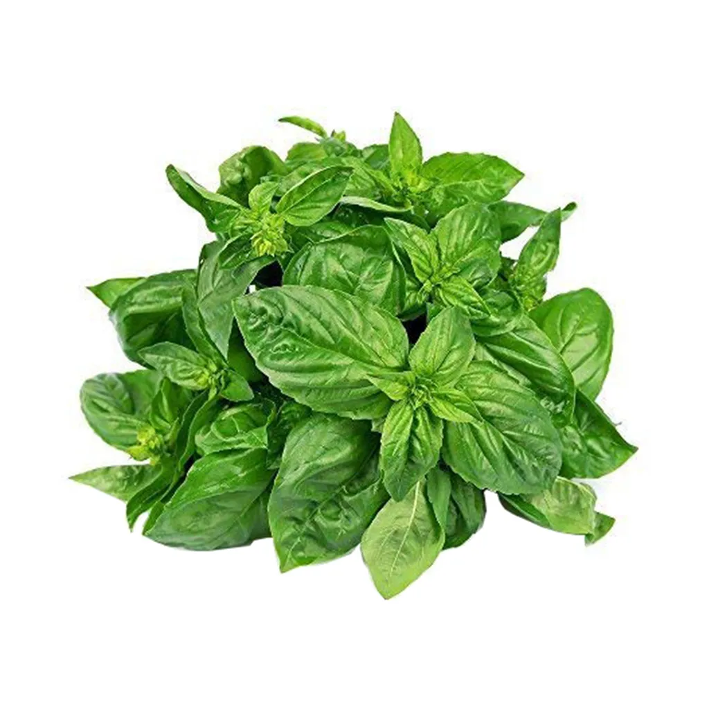 Basil Leaves